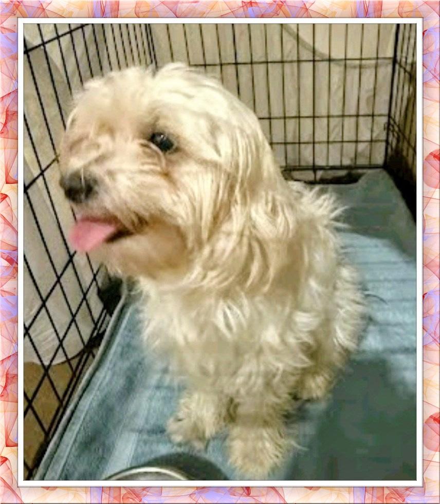 Stella - C. TX, ADOPTABLE, Adult Female Bichon Frise & Havanese.
