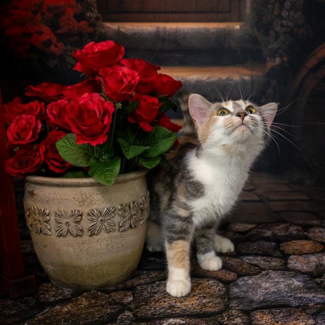 Shirley, adopted, Young Female Domestic Short Hair.