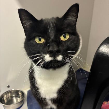 Egypt, Adoptable, Adult Female Domestic Short Hair & Domestic Short Hair.