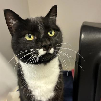 Enlarge Egypt, a Adoptable mixed breed in Gastonia, NC image 2/3