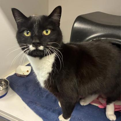 Enlarge Egypt, a Adoptable mixed breed in Gastonia, NC image 3/3