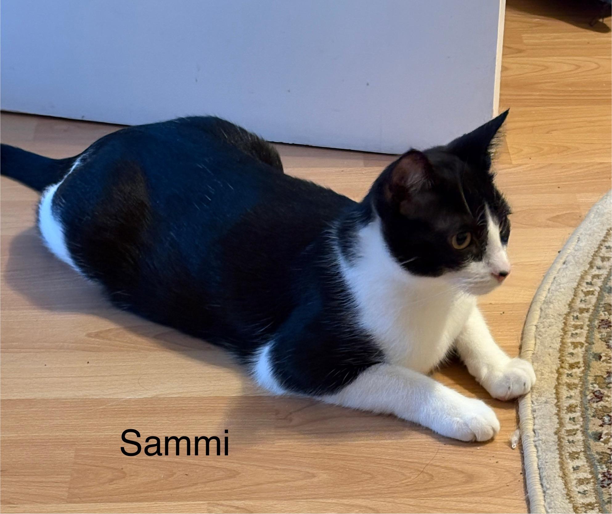 Sami, Adoptable, Young Male Tuxedo.