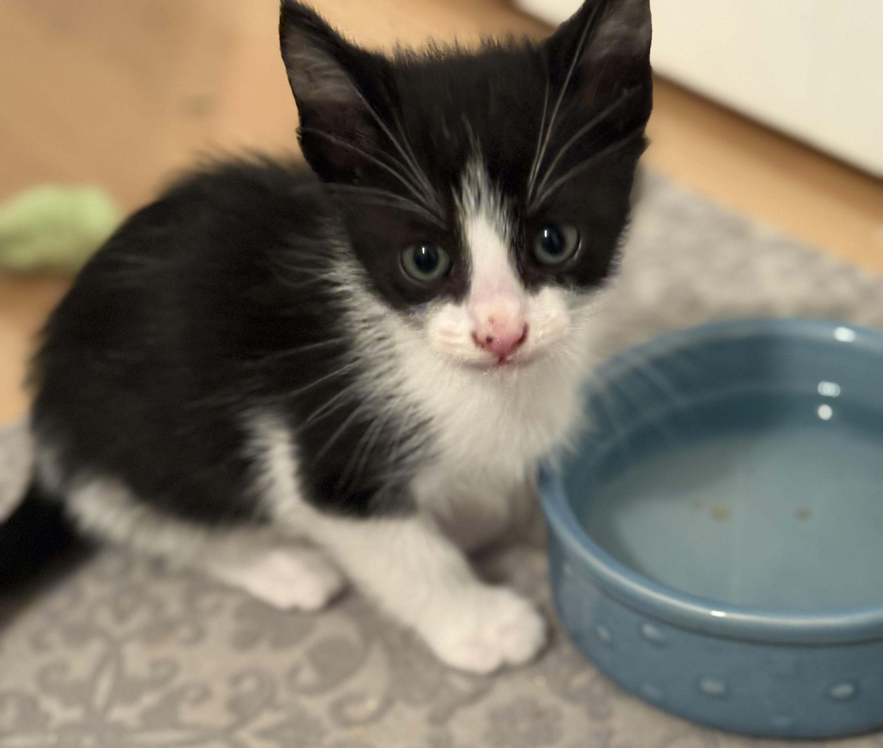 Enlarge Sami, a Adoptable Tuxedo in Delmar, NY image 4/4
