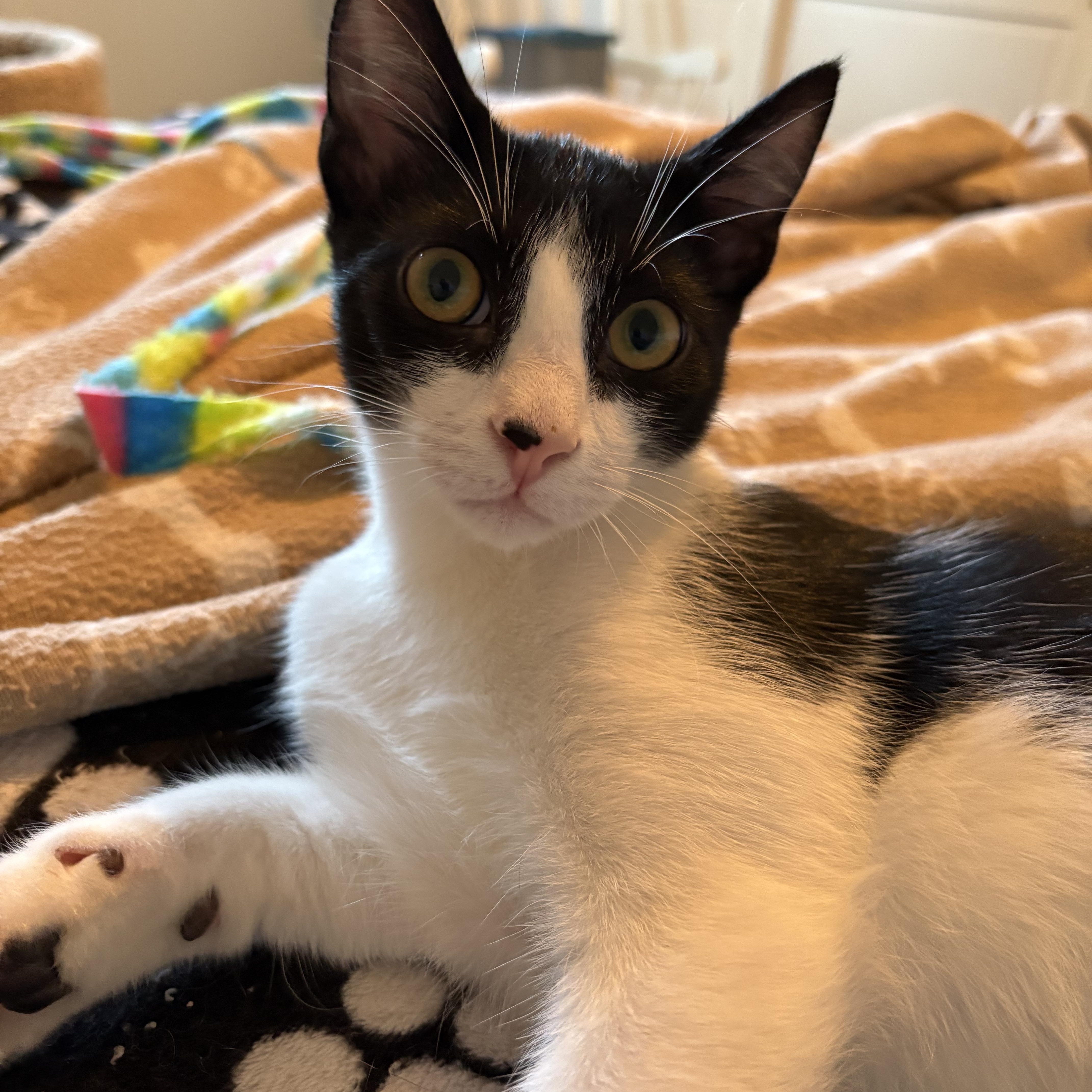 Enlarge Sami, a Adoptable Tuxedo in Delmar, NY image 2/4