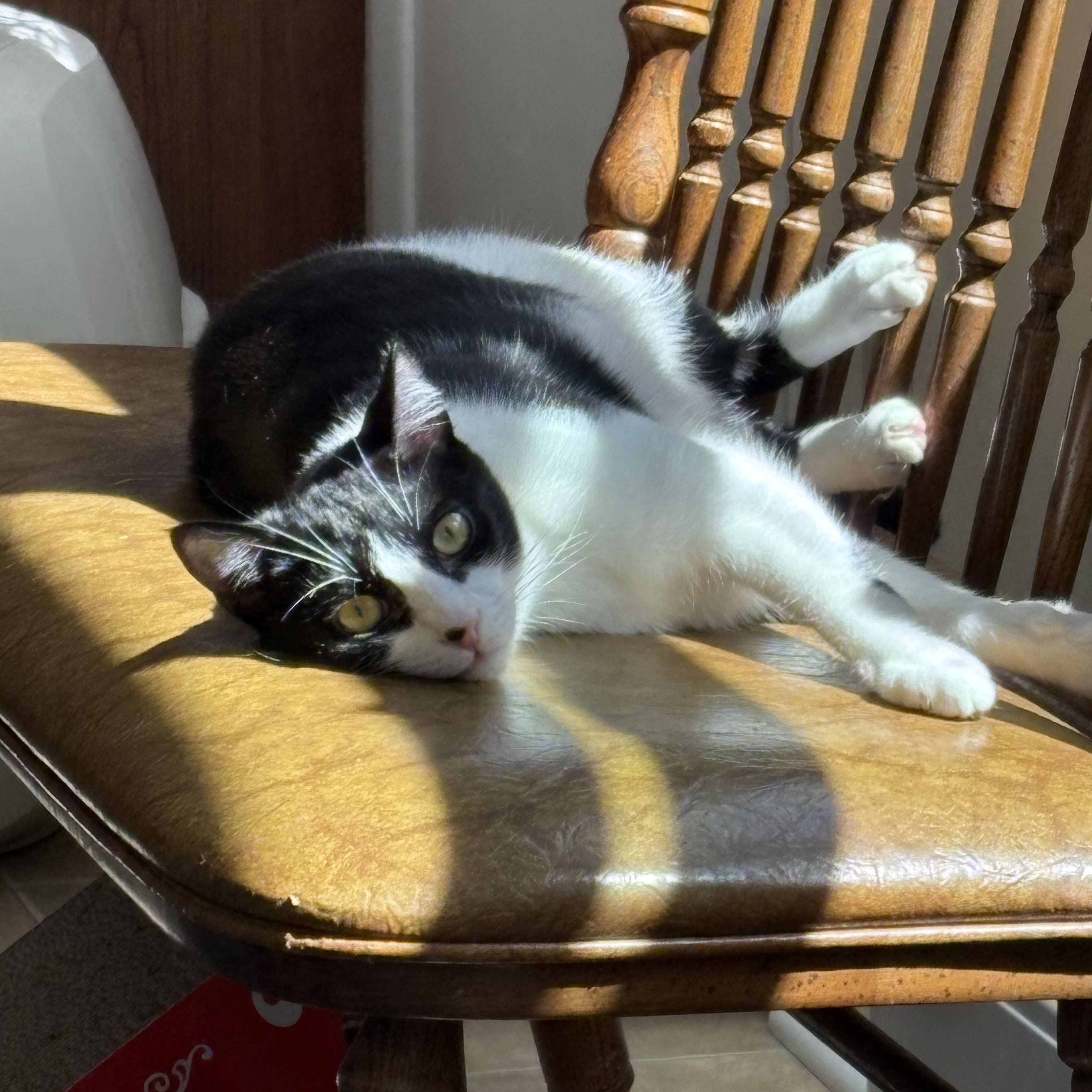 Sami, an adoptable Tuxedo in Delmar, NY image 2/6