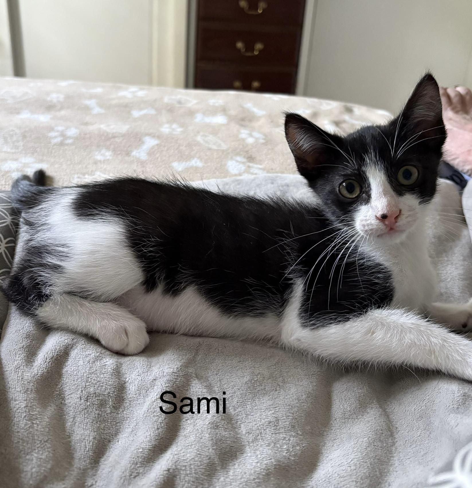 Enlarge Sami, a Adoptable Tuxedo in Delmar, NY image 3/4