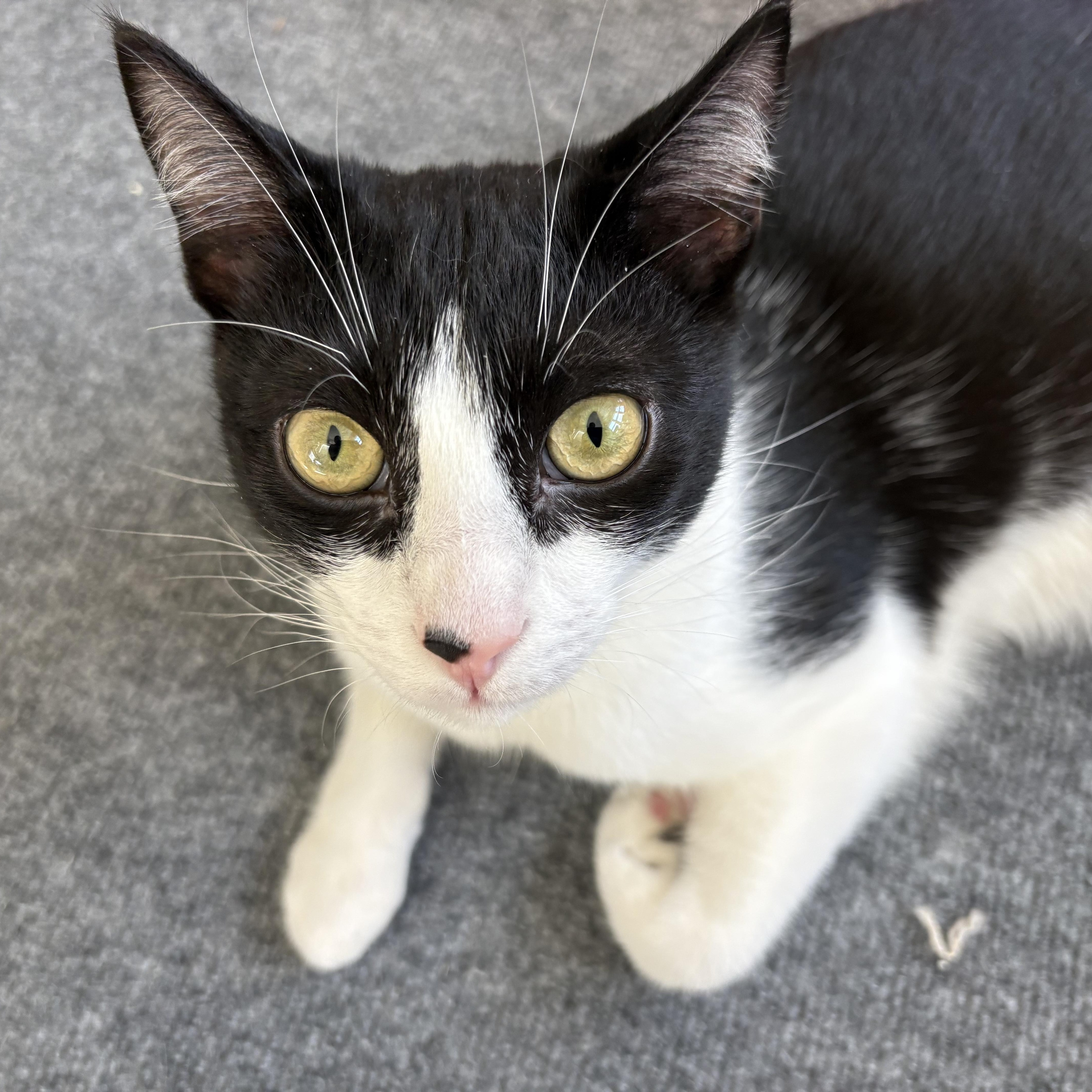 Sami, an adoptable Tuxedo in Delmar, NY image 6/6