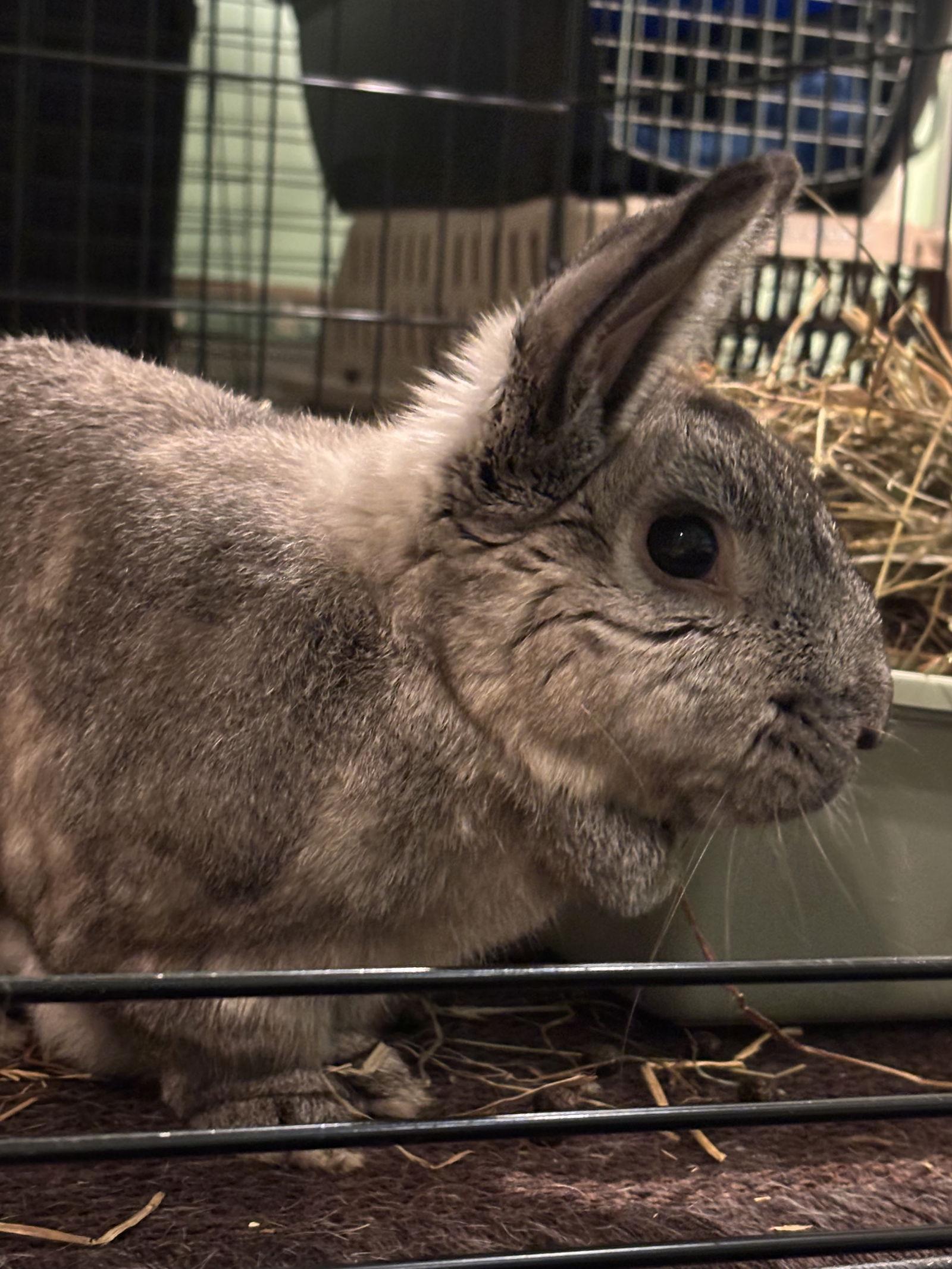 Enlarge Hawthorn, a Adoptable Chinchilla in Great Neck, NY image 1/3