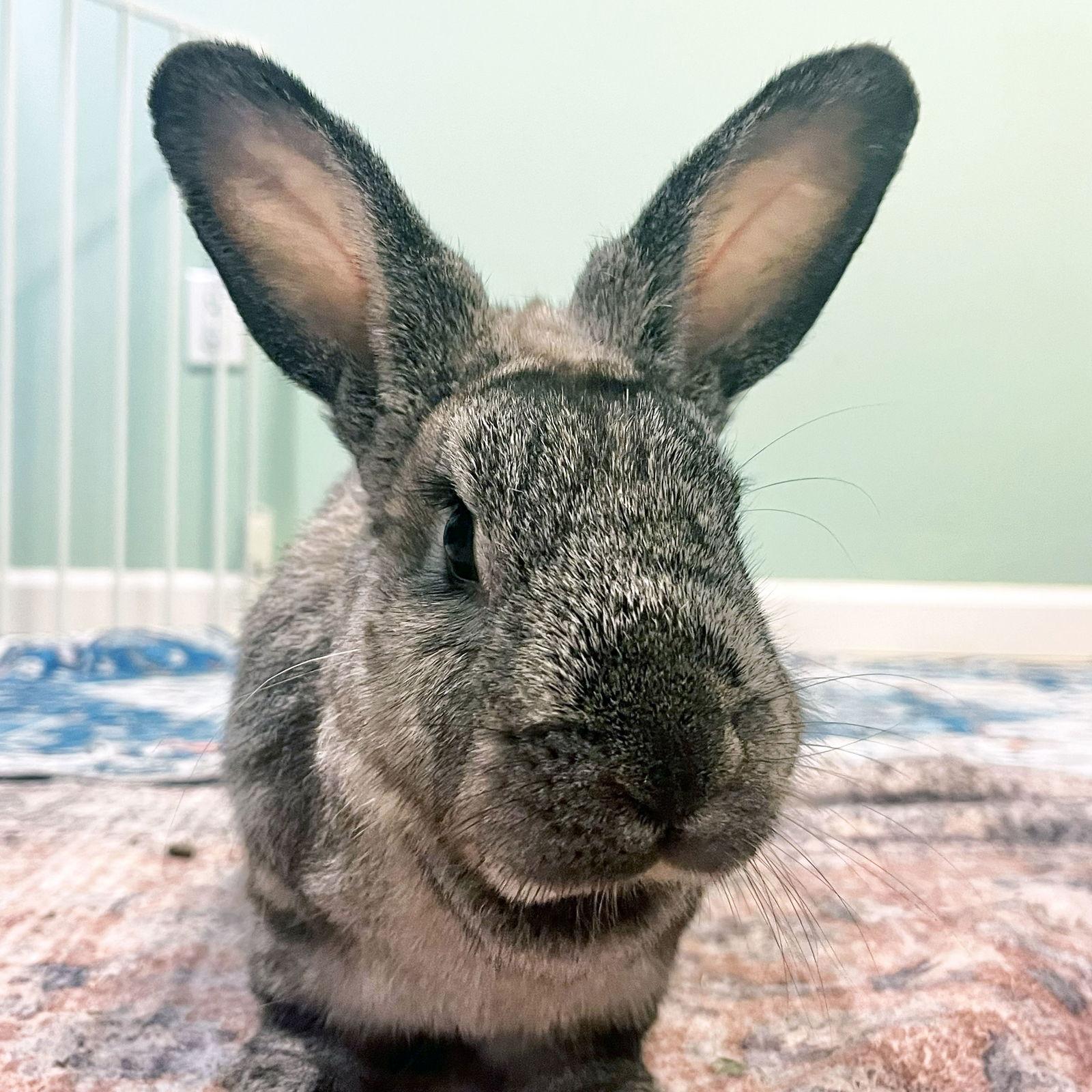 Hawthorn, Adoptable, Adult Male Chinchilla.