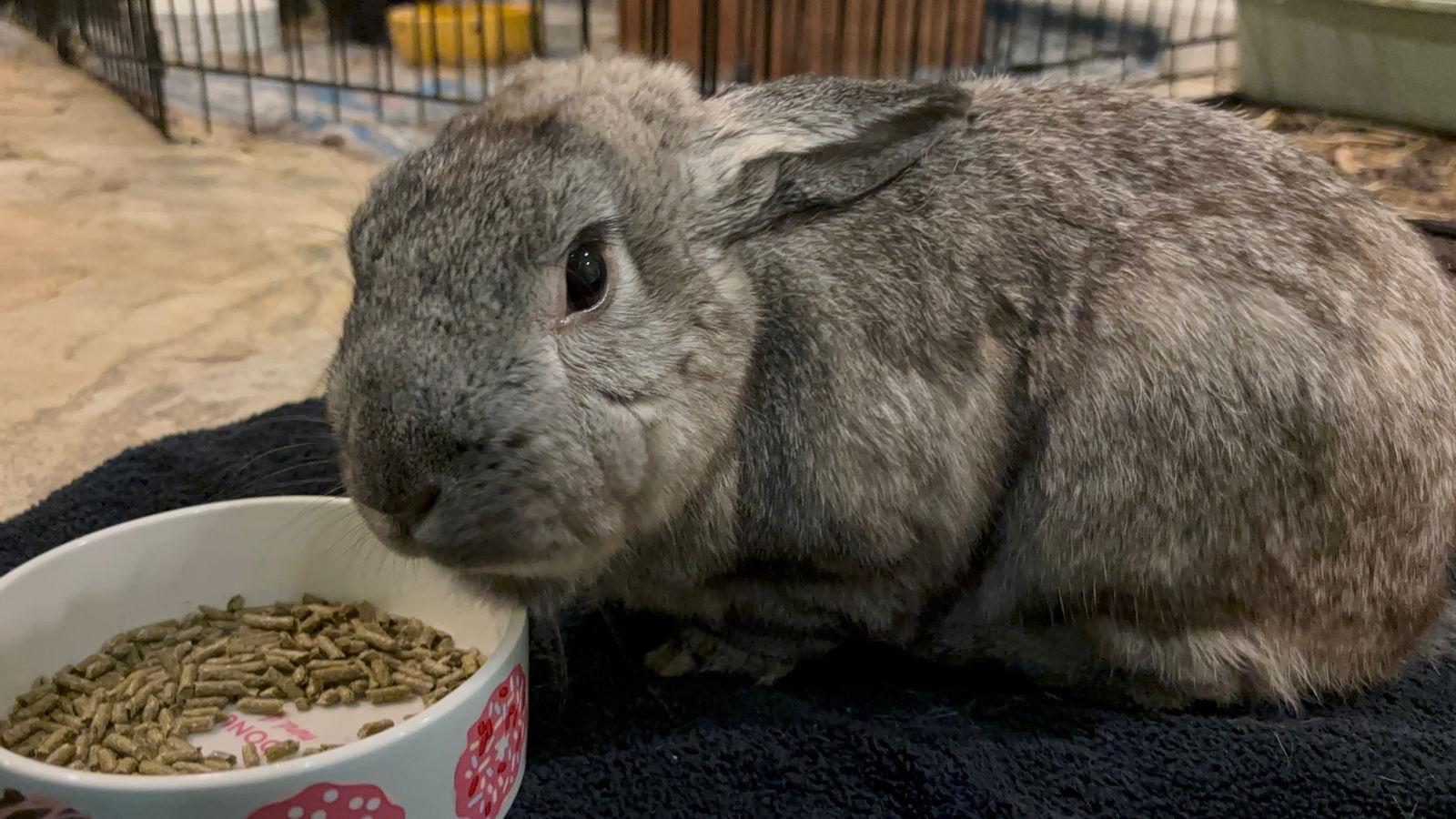 Enlarge Hawthorn, a Adoptable Chinchilla in Great Neck, NY image 3/3