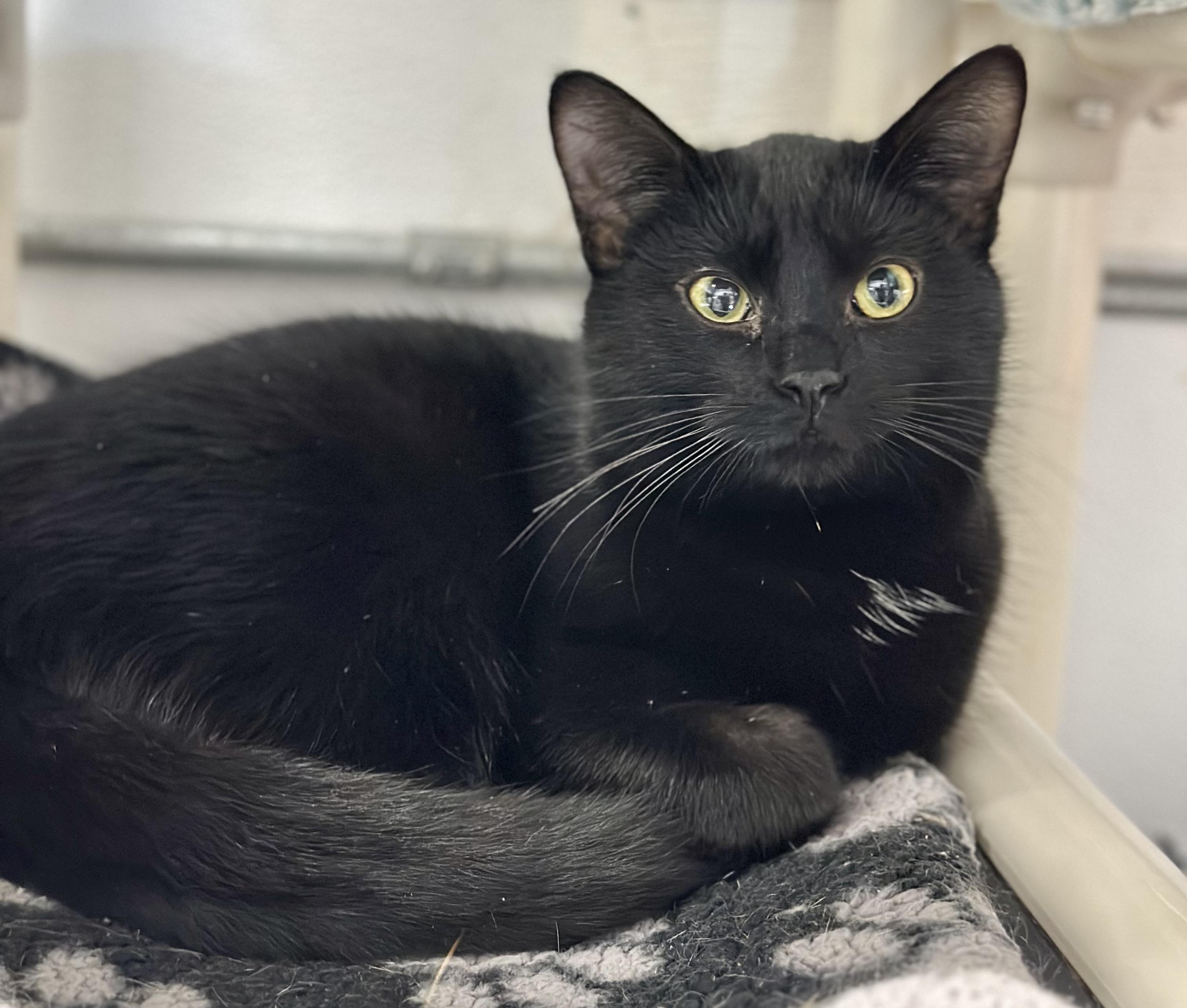 Enlarge Edwards, a ADOPTABLE Domestic Short Hair in Faribault, MN image 1/3