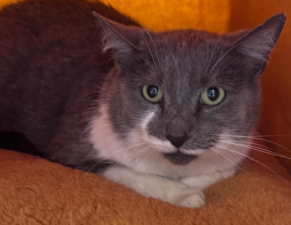 Enlarge David, a Adoptable mixed breed in Winnipeg, MB image 1/1