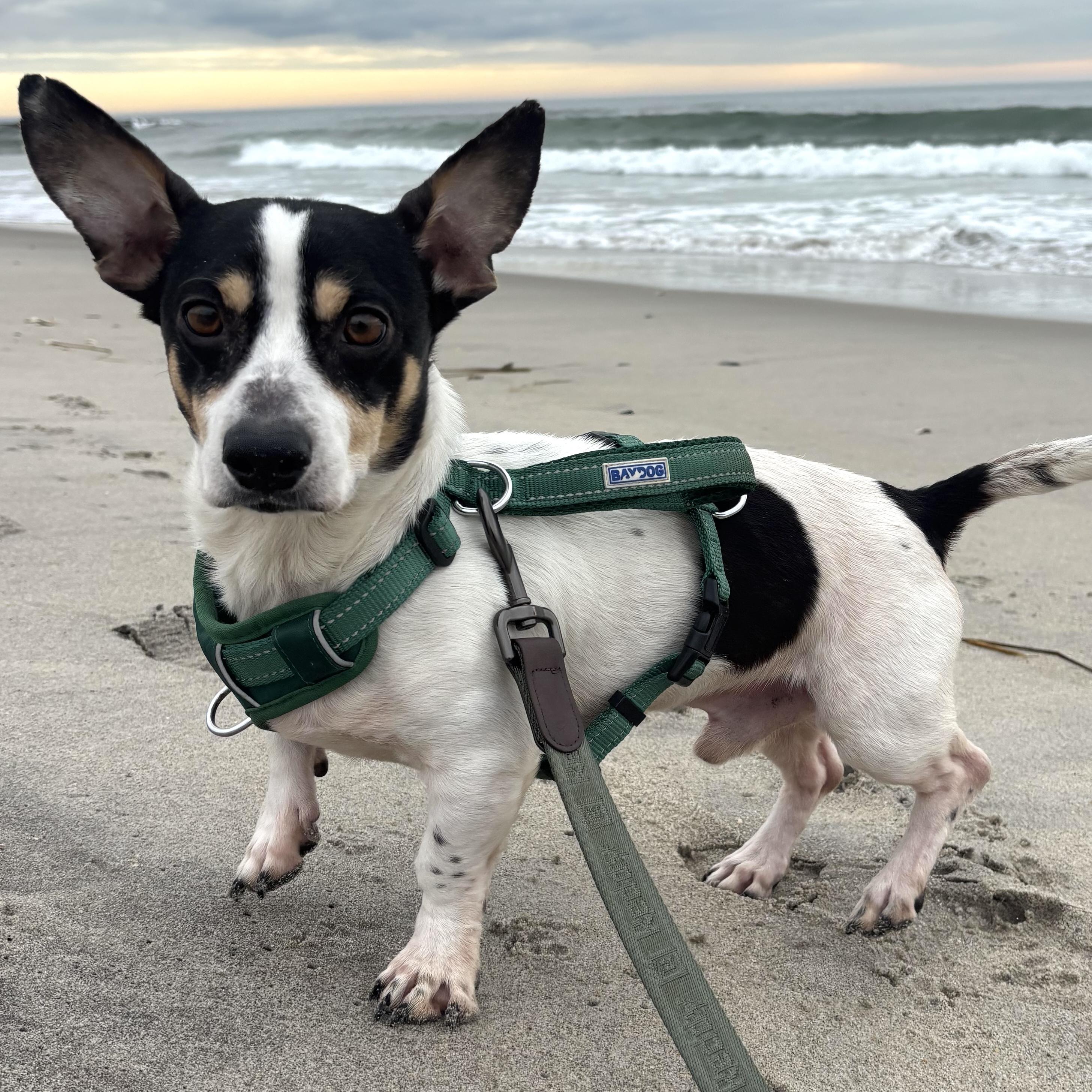 Ranger, ADOPTABLE, Adult Male Chiweenie.