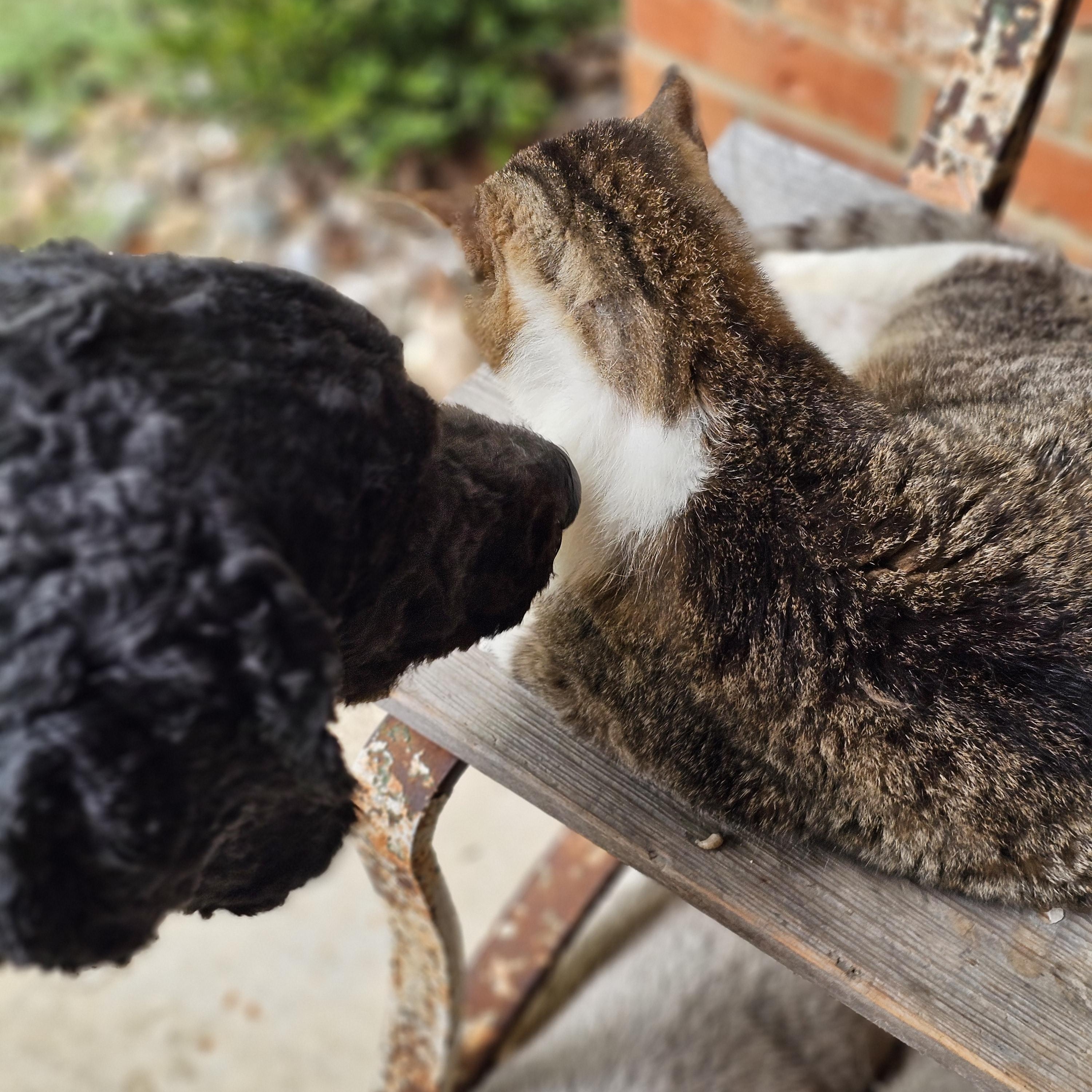 Rip springfield, a Adoptable Goldendoodle in Springfield , IL image 4/6
