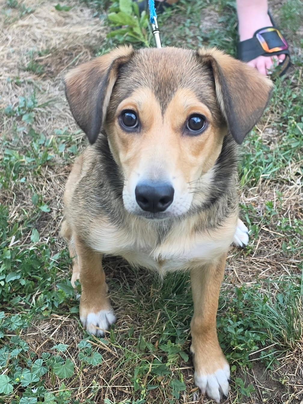 Enlarge Kit, a Adoptable mixed breed in Denver, CO image 1/3
