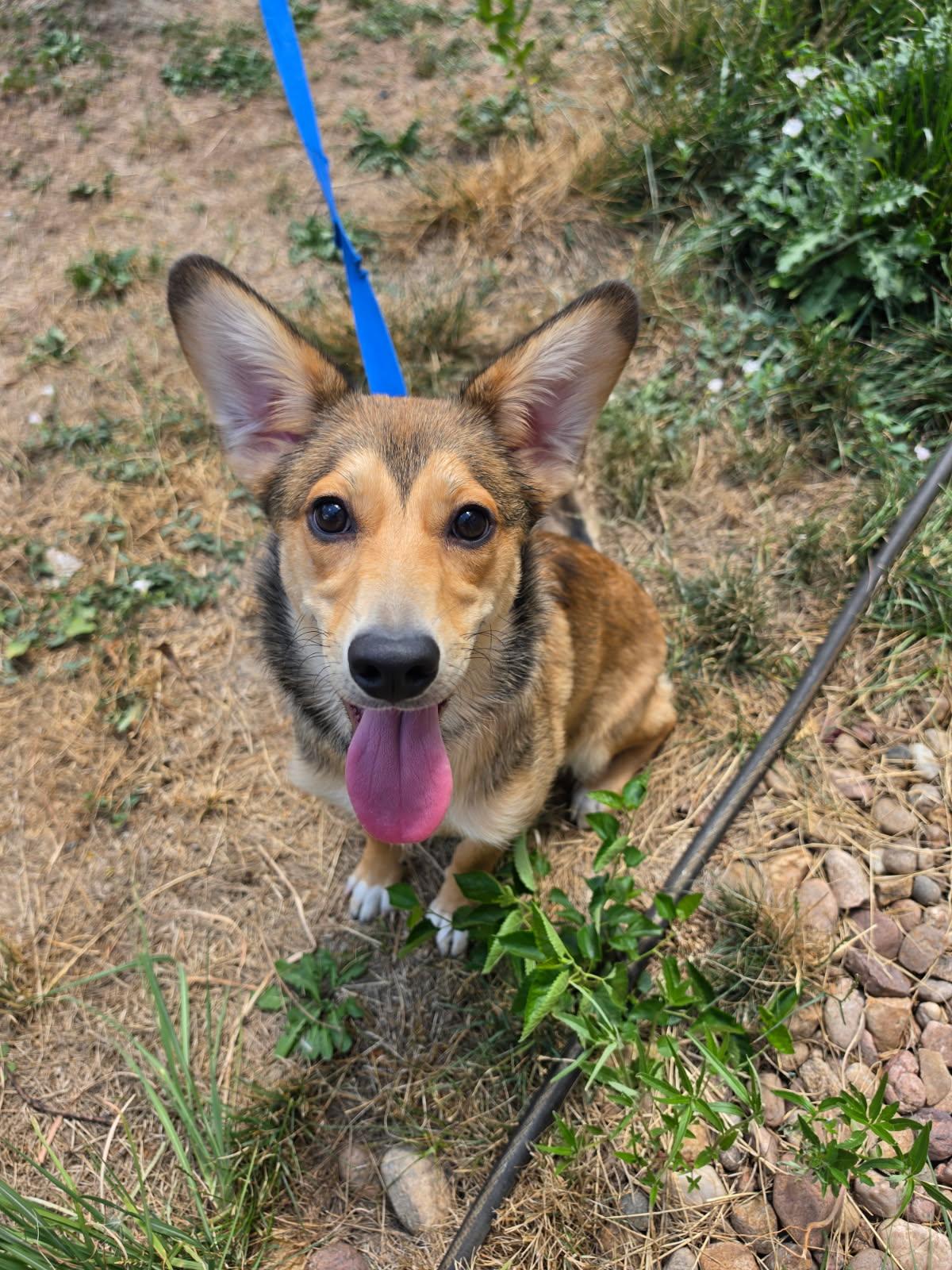 Enlarge Kit, a Adoptable mixed breed in Denver, CO image 2/3