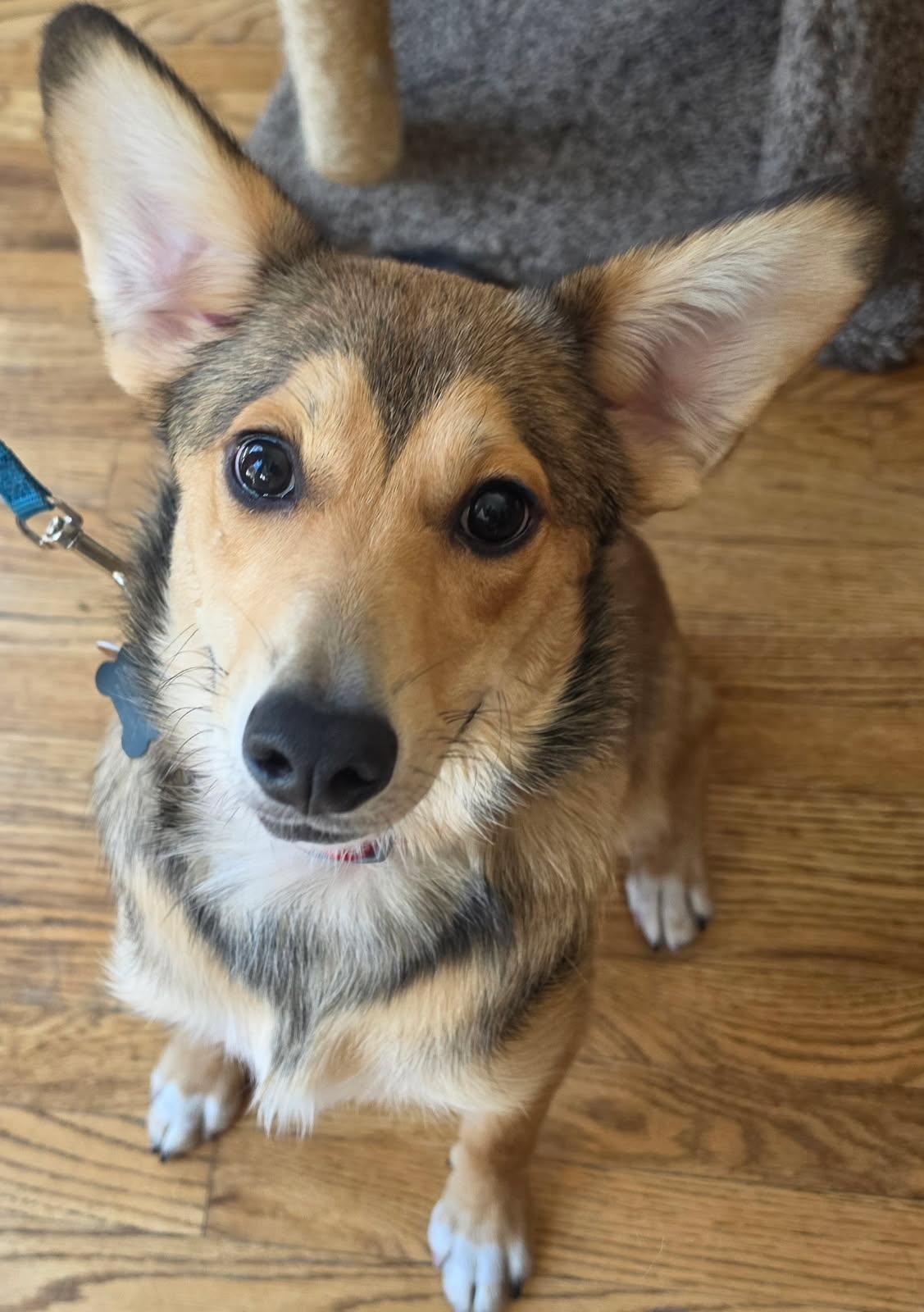 Enlarge Kit, a Adoptable mixed breed in Denver, CO image 3/3
