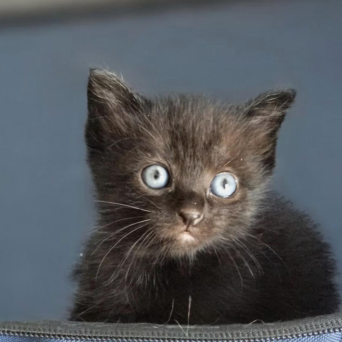 Enlarge Talia, a Adoptable Domestic Short Hair in Clayton, NC image 2/2