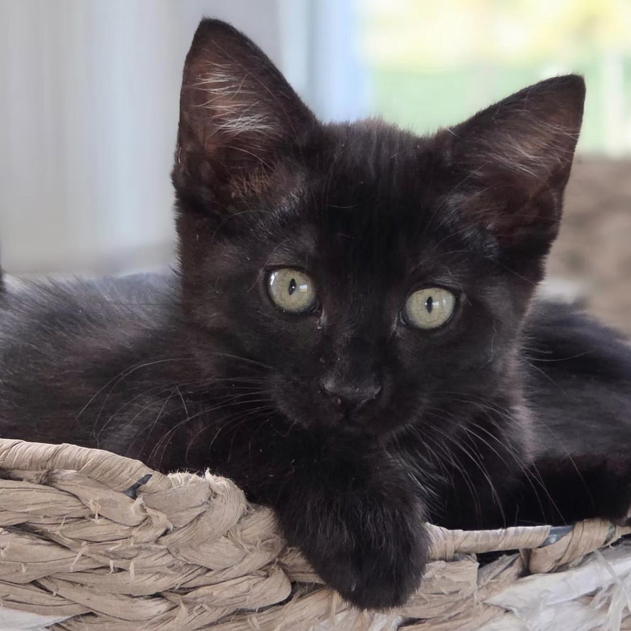 Talia, Adoptable, Kitten Female Domestic Short Hair.