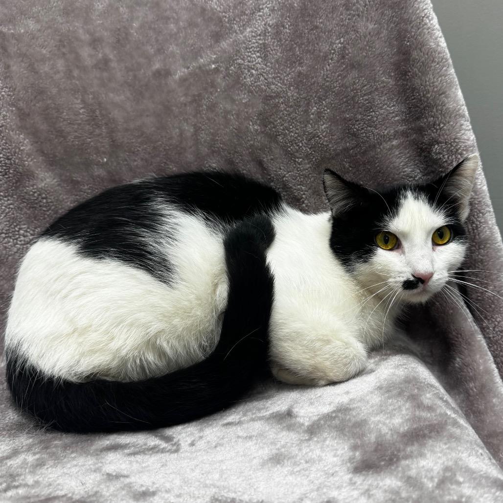 Herbie, Adoptable, Adult Male Domestic Short Hair.