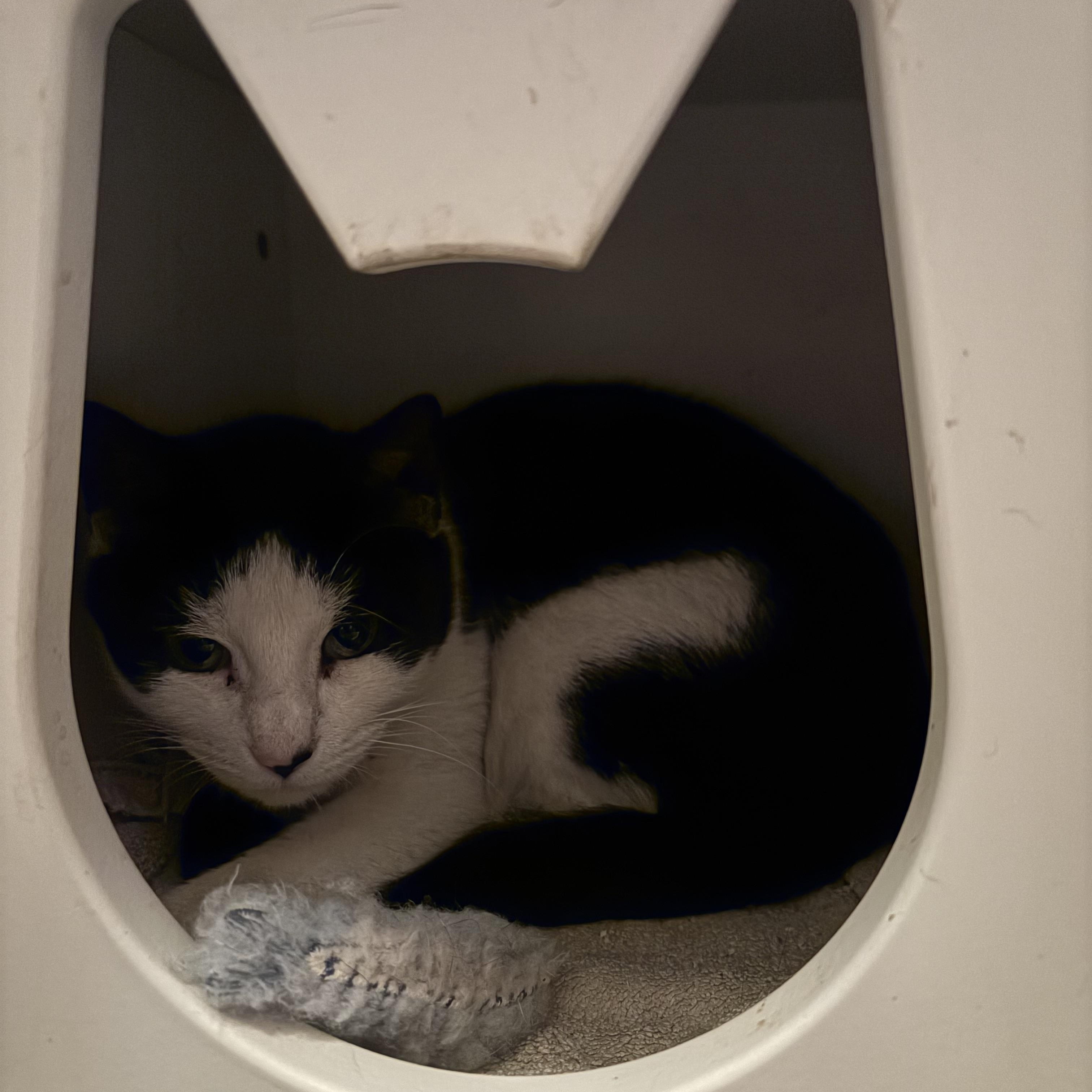 Enlarge Becky, a ADOPTABLE Domestic Short Hair in Ridgefield, CT image 3/4