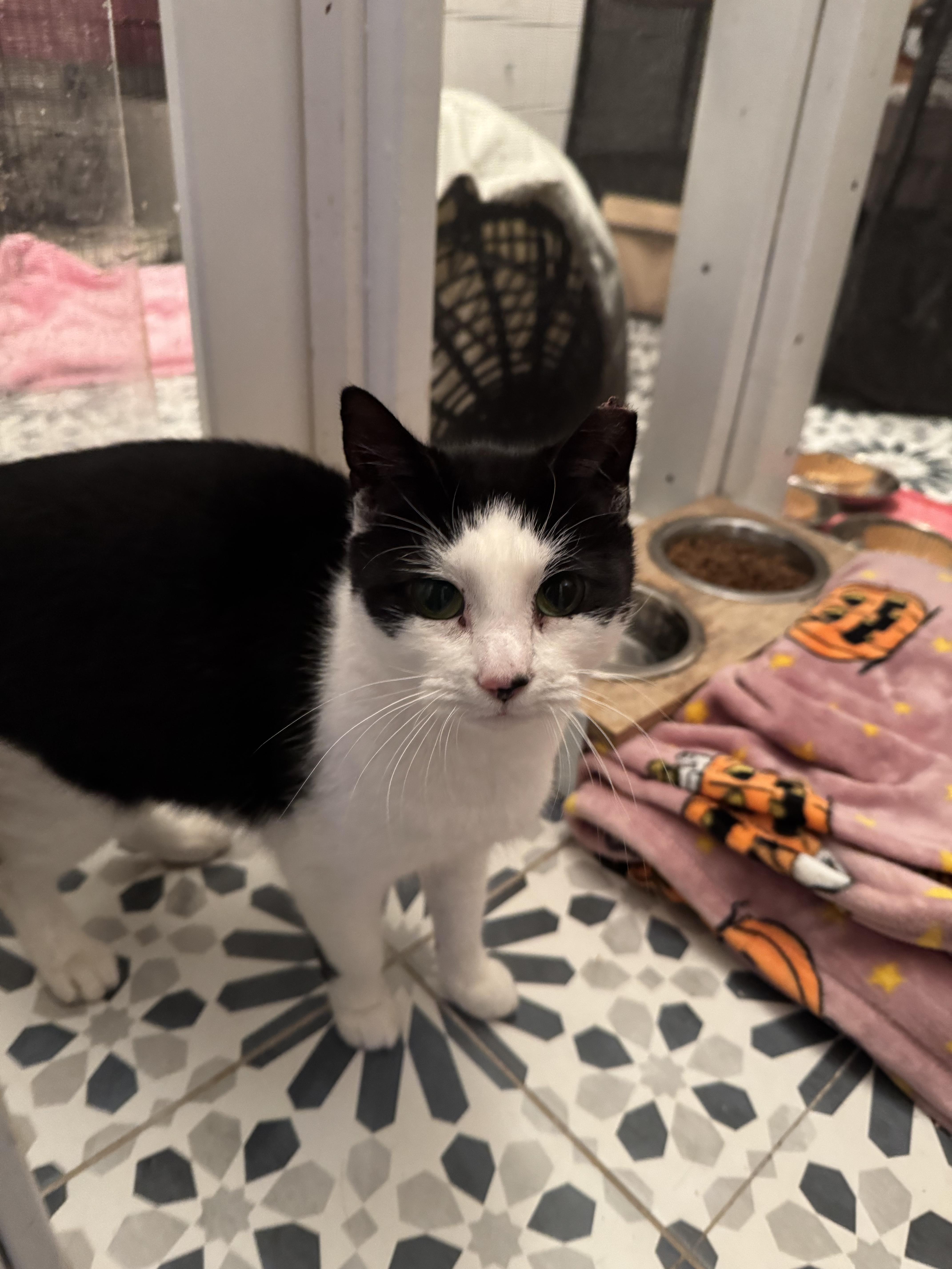 Becky, ADOPTABLE, Young Female Domestic Short Hair.