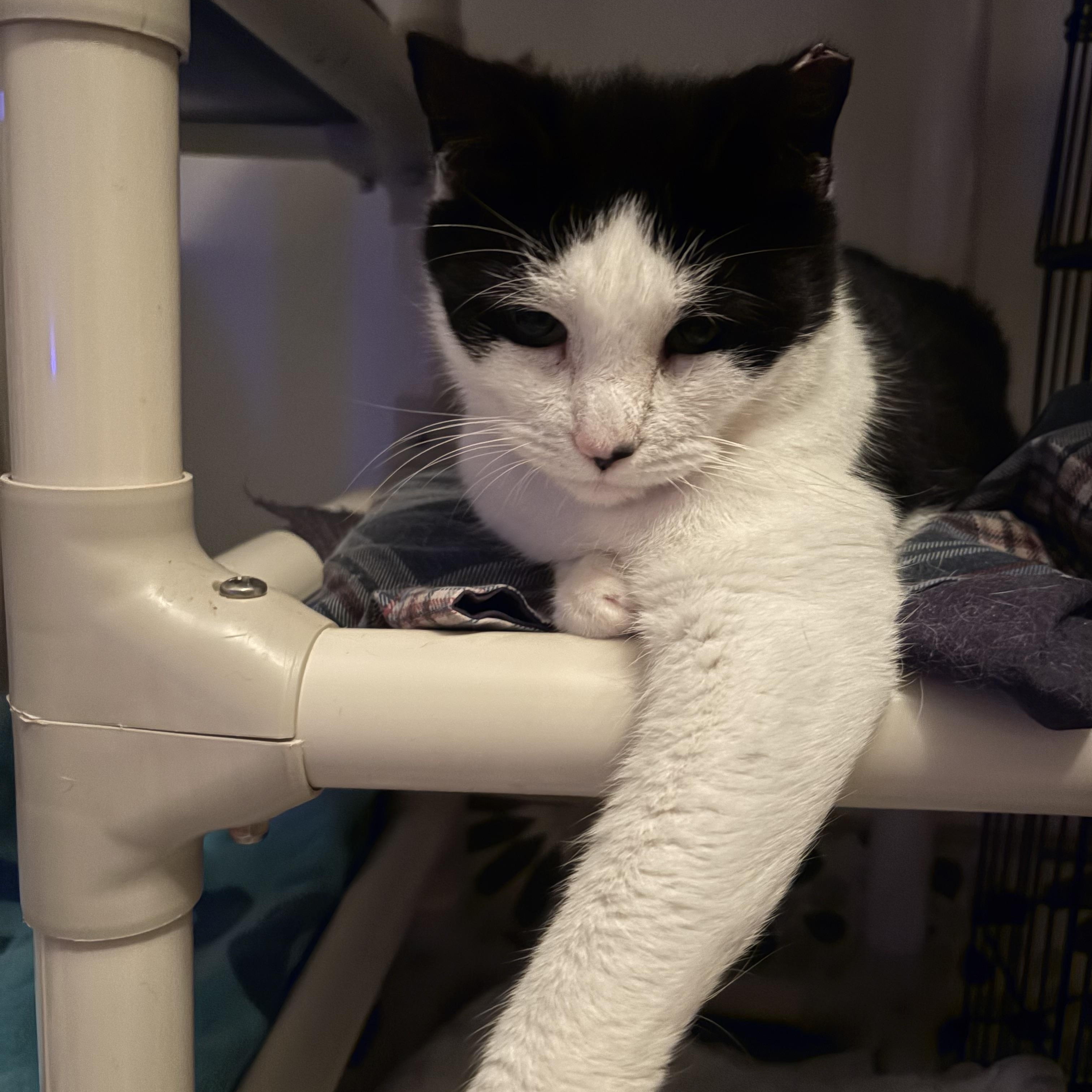 Enlarge Becky, a ADOPTABLE Domestic Short Hair in Ridgefield, CT image 2/4