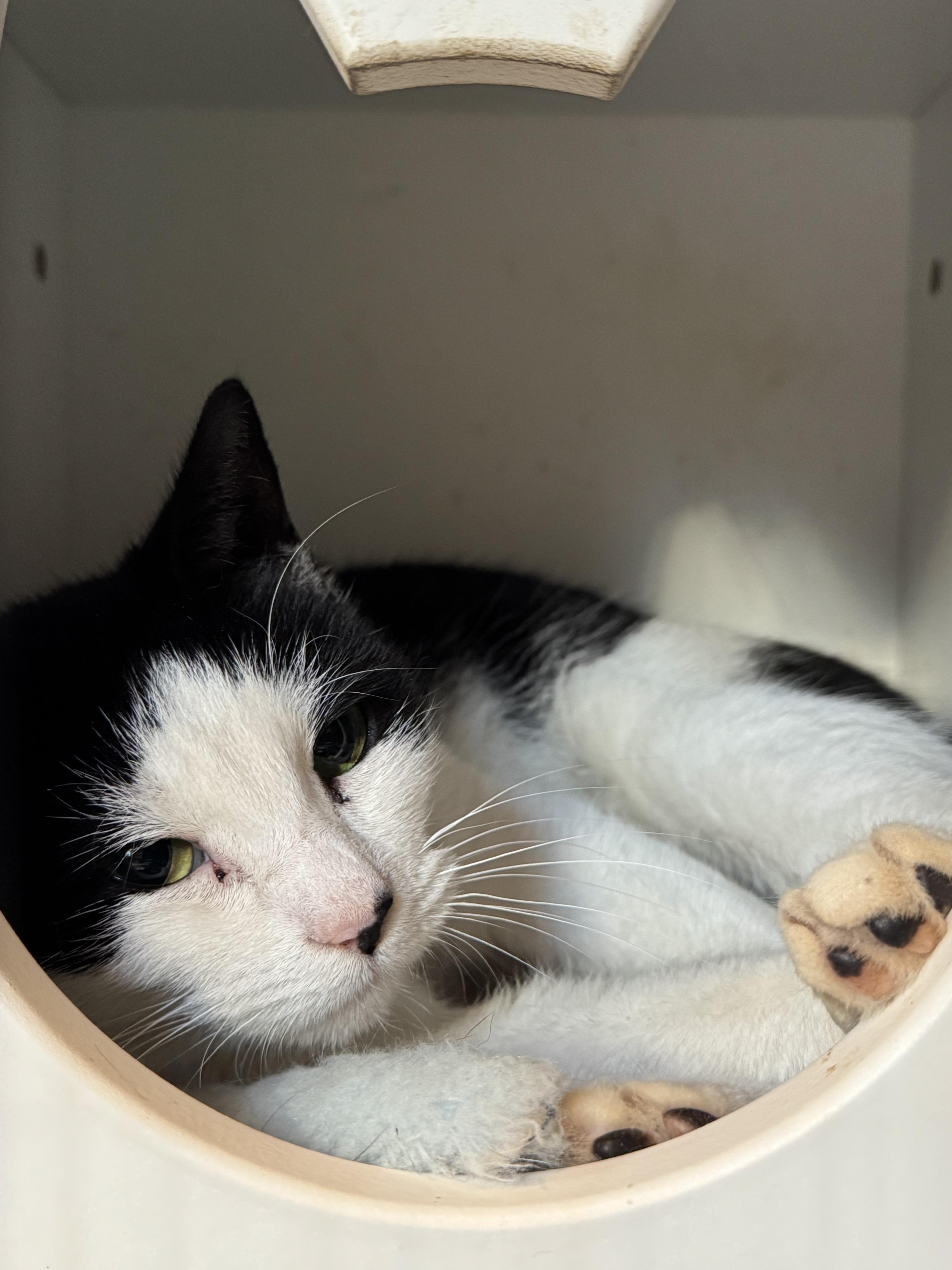 Enlarge Becky, a ADOPTABLE Domestic Short Hair in Ridgefield, CT image 1/4