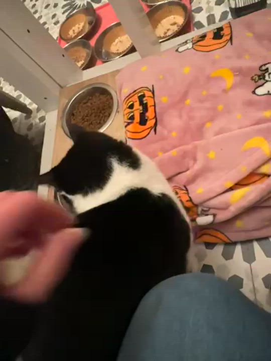 Enlarge Becky, a ADOPTABLE Domestic Short Hair in Ridgefield, CT video 4/4