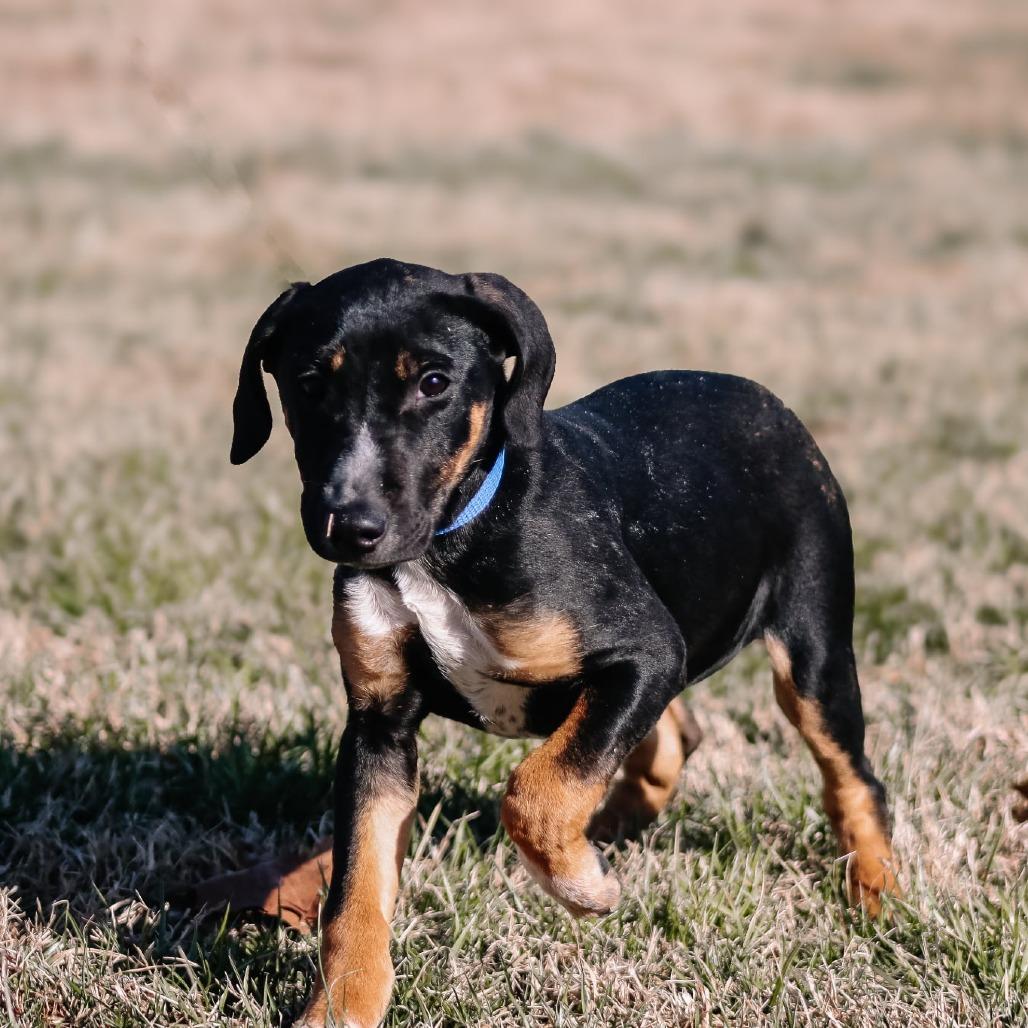 Kyra aka "Hazel", a Adoptable mixed breed in Madisonville, KY image 4/4