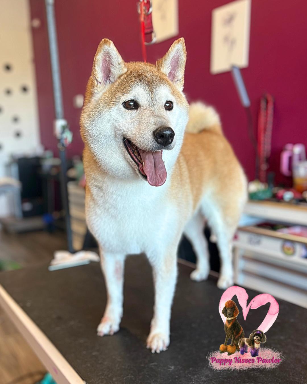 Buck, Adoptable, Senior Male Shiba Inu.