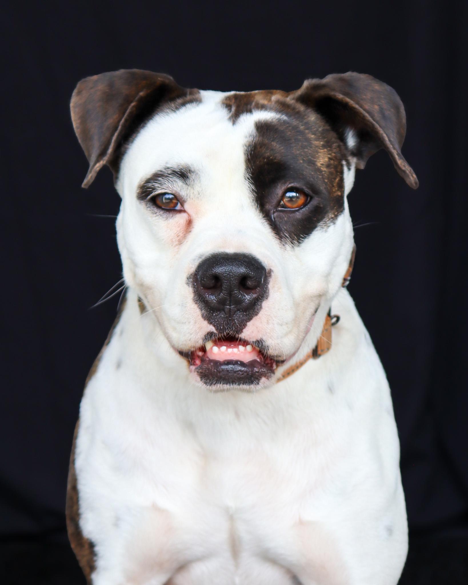 Fern, ADOPTABLE, Adult Female Boxer.