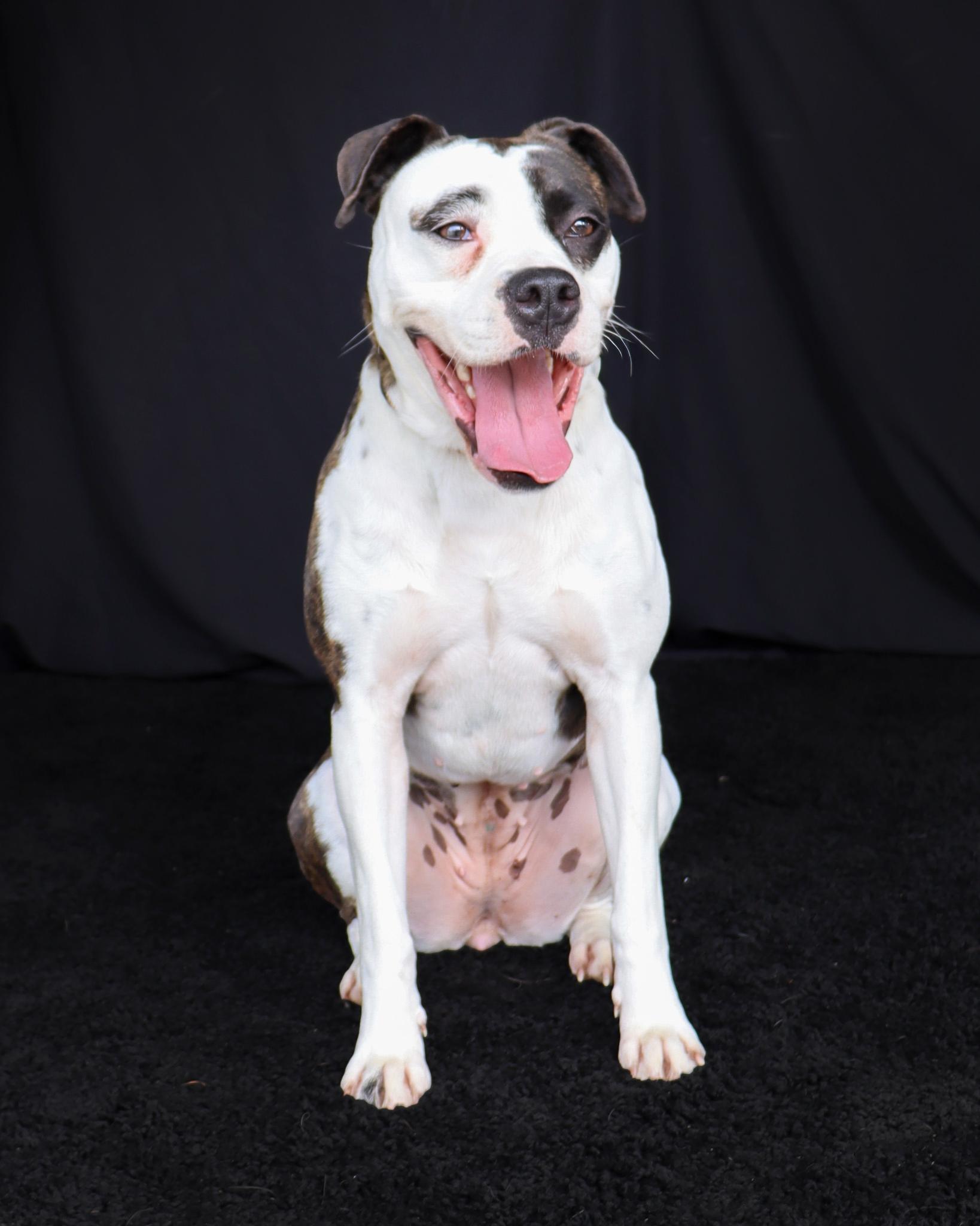 Enlarge Fern, a ADOPTABLE mixed breed in Ocean Springs, MS image 2/5