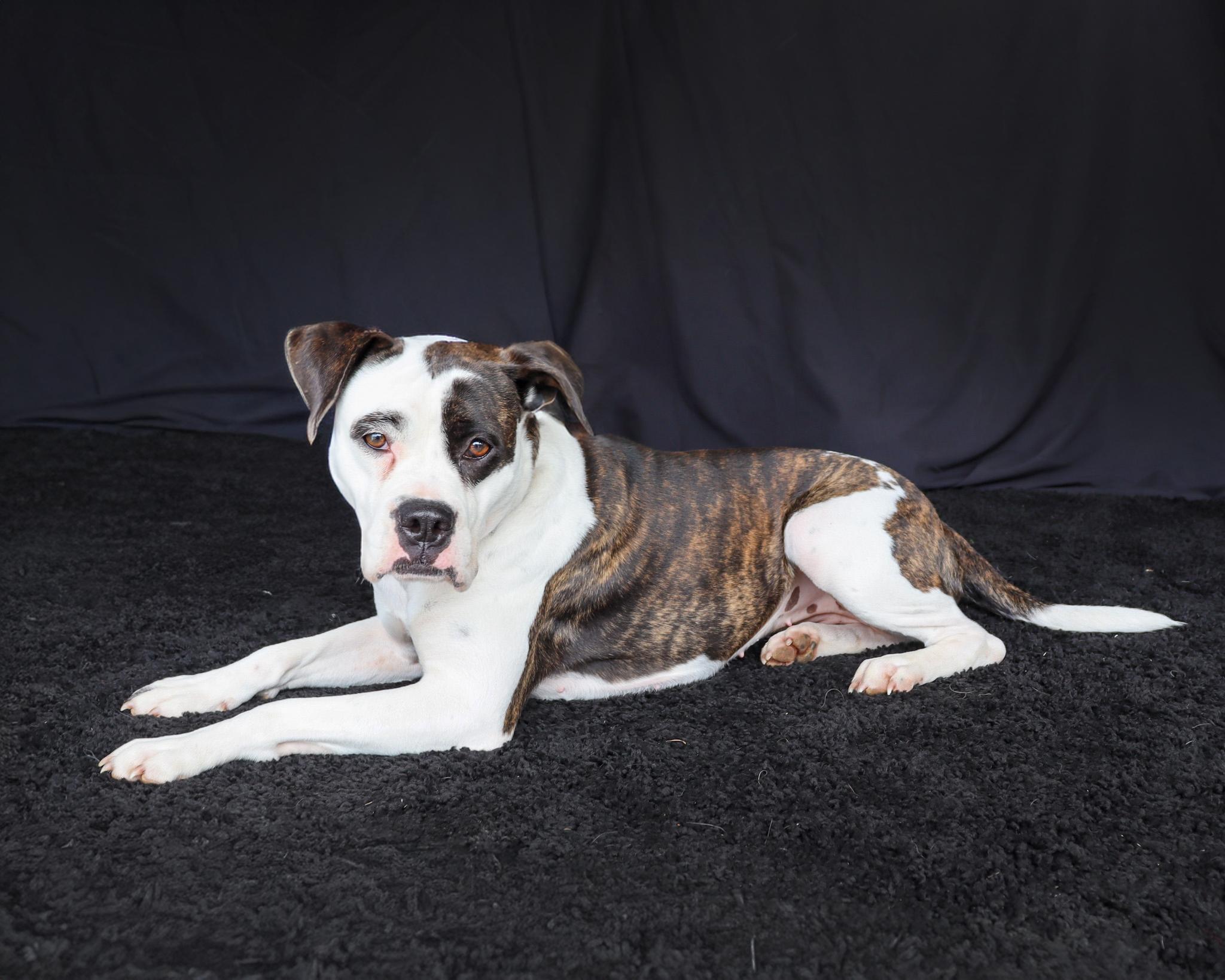 Enlarge Fern, a ADOPTABLE mixed breed in Ocean Springs, MS image 5/5