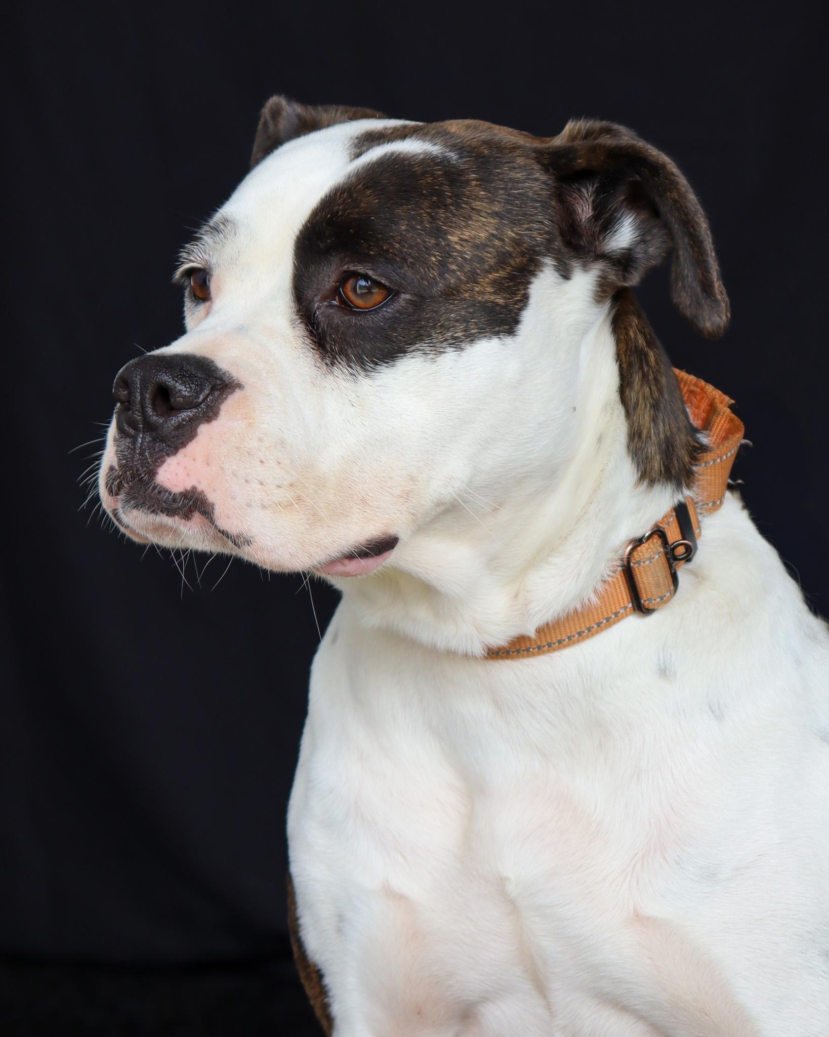 Enlarge Fern, a ADOPTABLE mixed breed in Ocean Springs, MS image 4/5