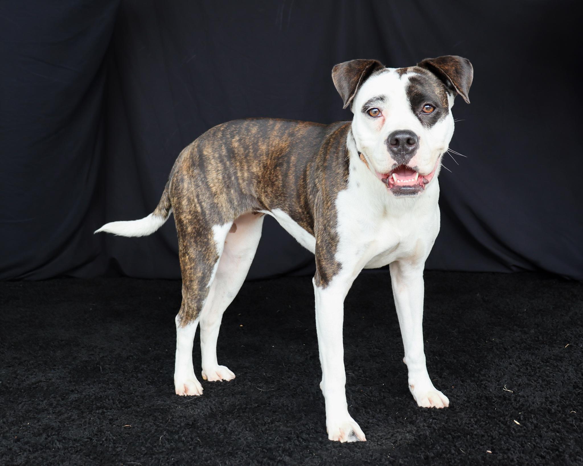 Enlarge Fern, a ADOPTABLE mixed breed in Ocean Springs, MS image 3/5