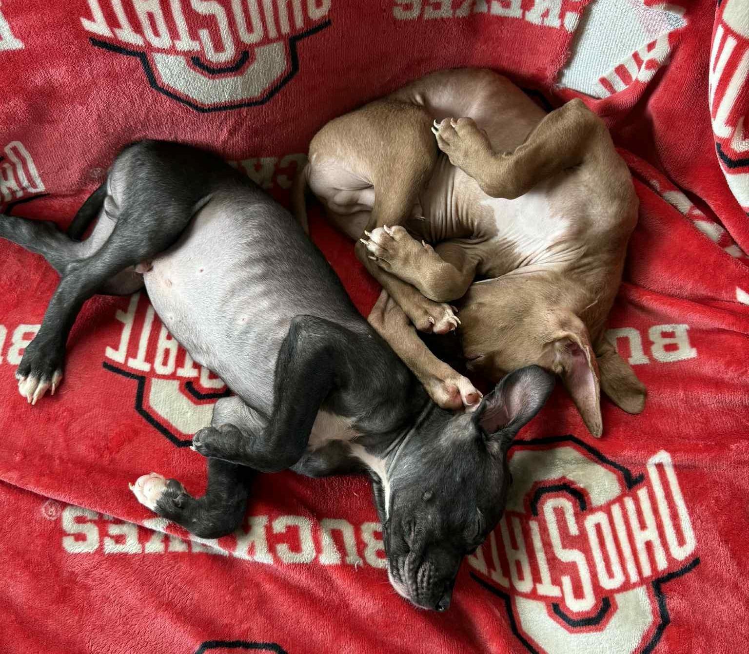 Enlarge Echo, a Adopted Pit Bull Terrier in Springfield, OH image 3/5