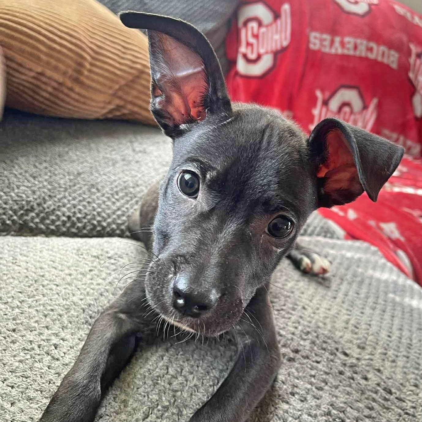 Enlarge Echo, a Adopted Pit Bull Terrier in Springfield, OH image 2/5