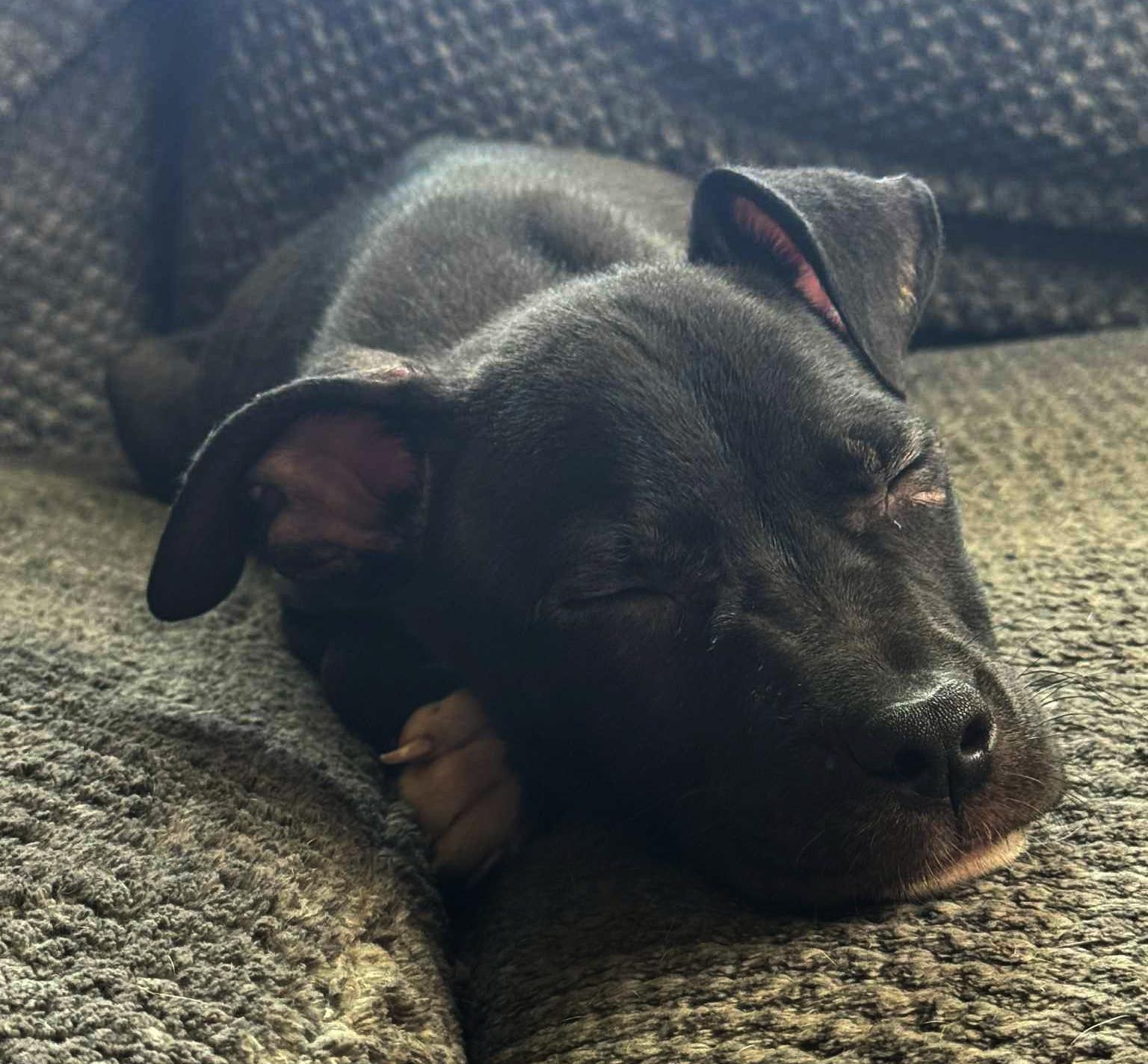 Enlarge Echo, a Adopted Pit Bull Terrier in Springfield, OH image 4/5