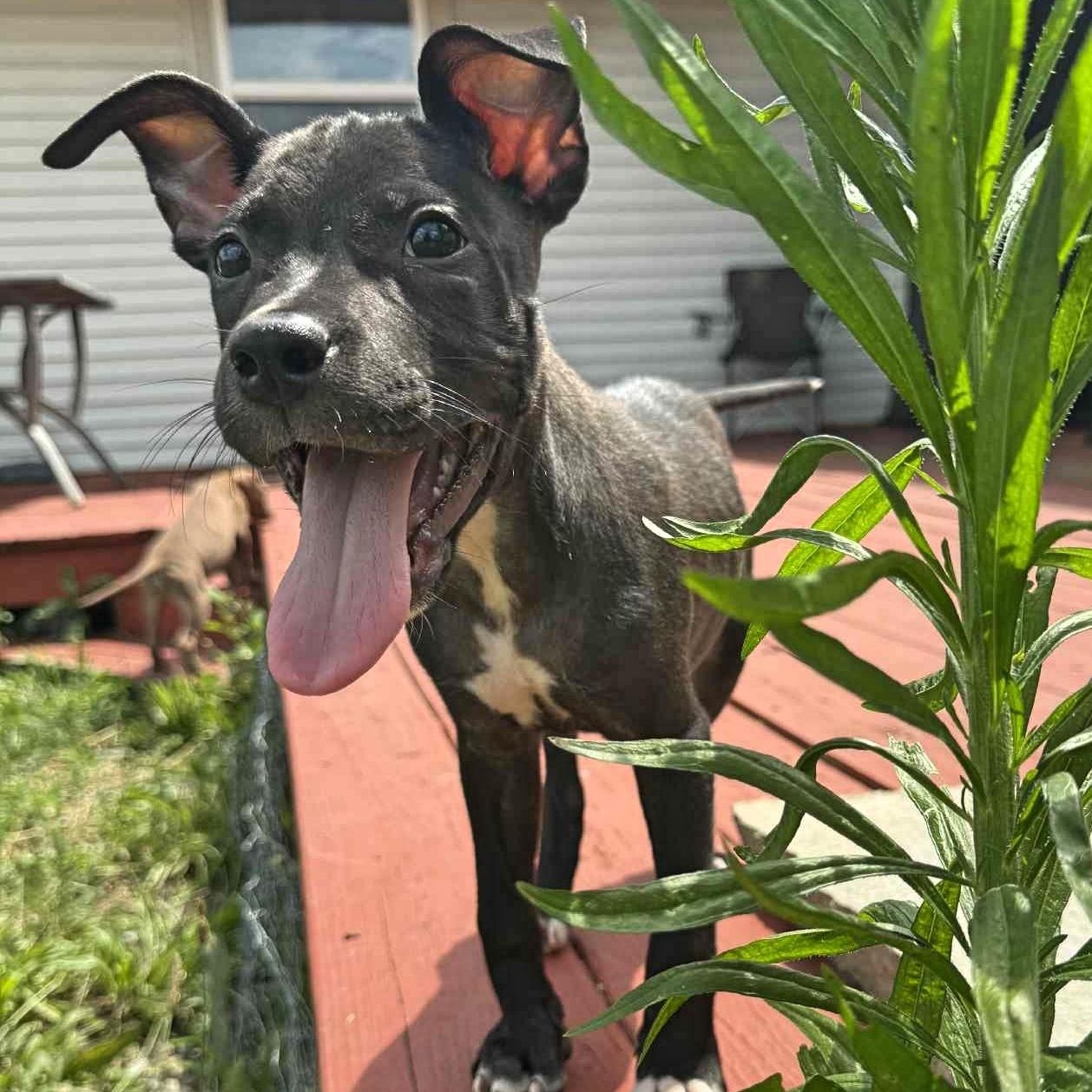 Enlarge Echo, a Adopted Pit Bull Terrier in Springfield, OH image 1/5