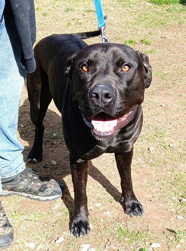 REMUS, adoptable, Adult Male Terrier.
