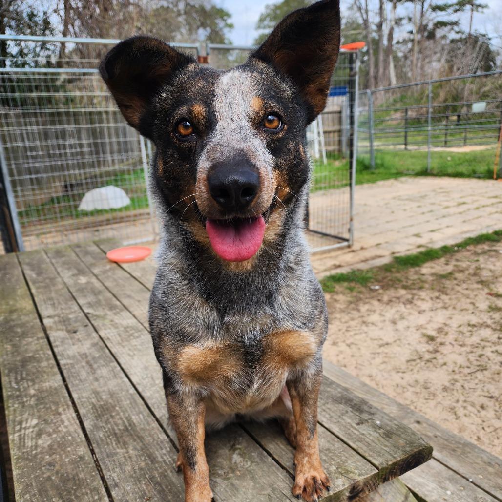 Twizzler, Adoptable, Adult Female Australian Cattle Dog / Blue Heeler & Australian Shepherd.