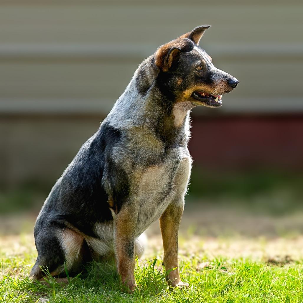 Enlarge Twizzler, a Adoptable mixed breed in Livingston, TX image 3/6