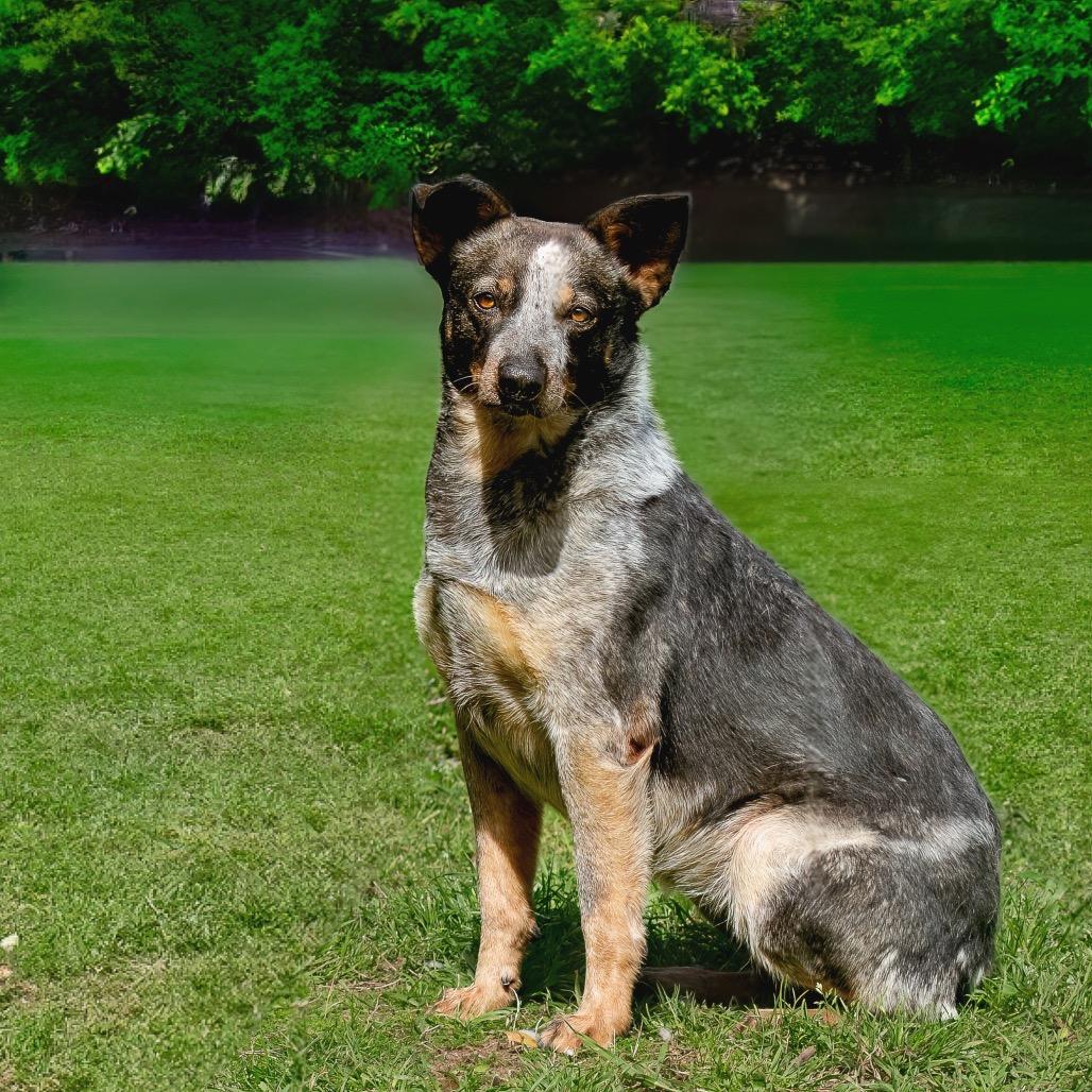 Enlarge Twizzler, a Adoptable mixed breed in Livingston, TX image 3/6