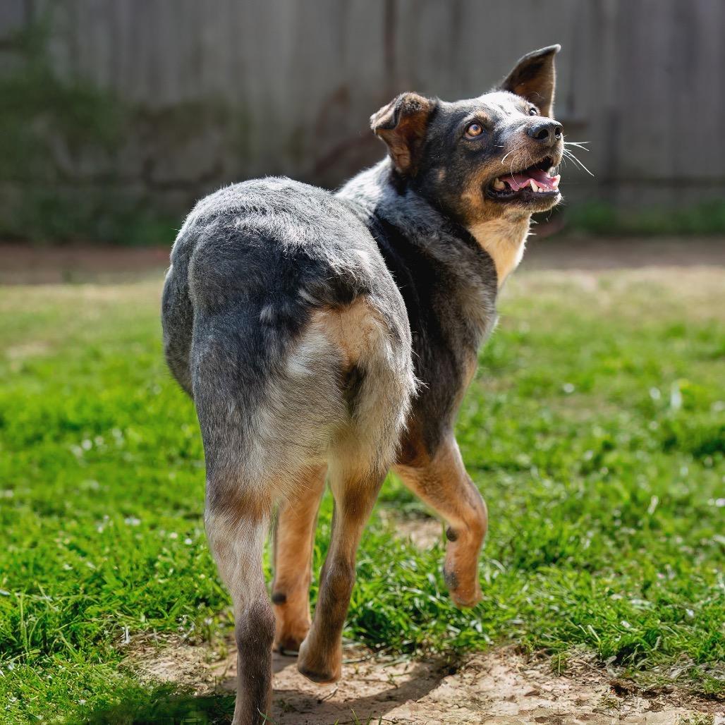 Enlarge Twizzler, a Adoptable mixed breed in Livingston, TX image 4/6