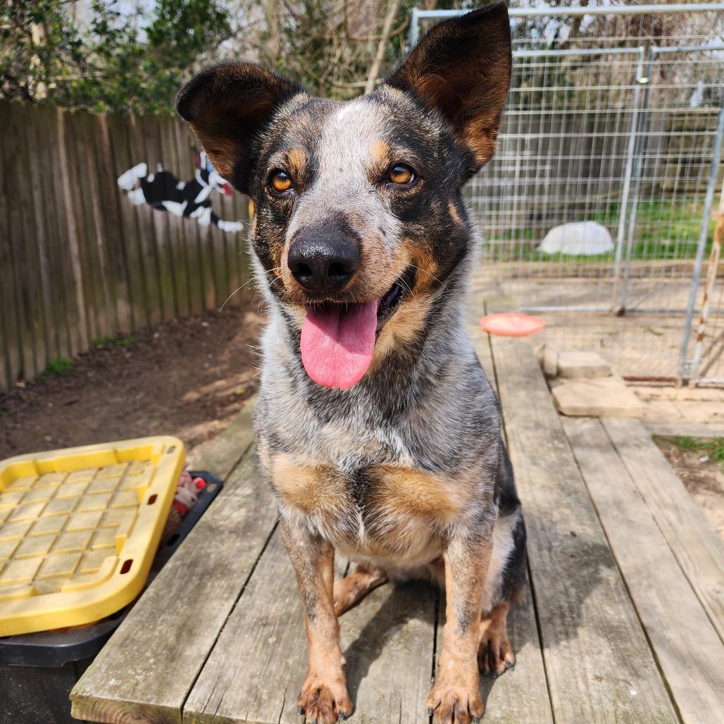 Enlarge Twizzler, a Adoptable mixed breed in Livingston, TX image 5/6