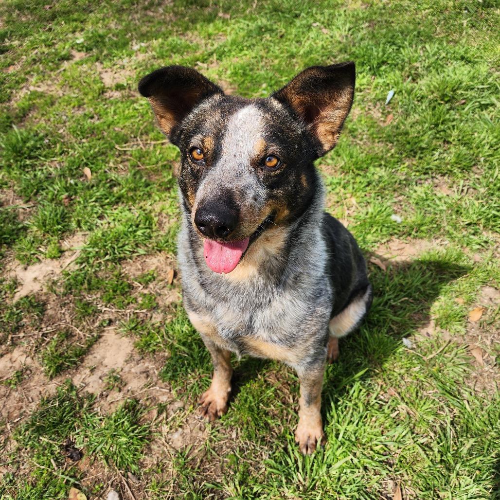 Enlarge Twizzler, a Adoptable mixed breed in Livingston, TX image 6/6