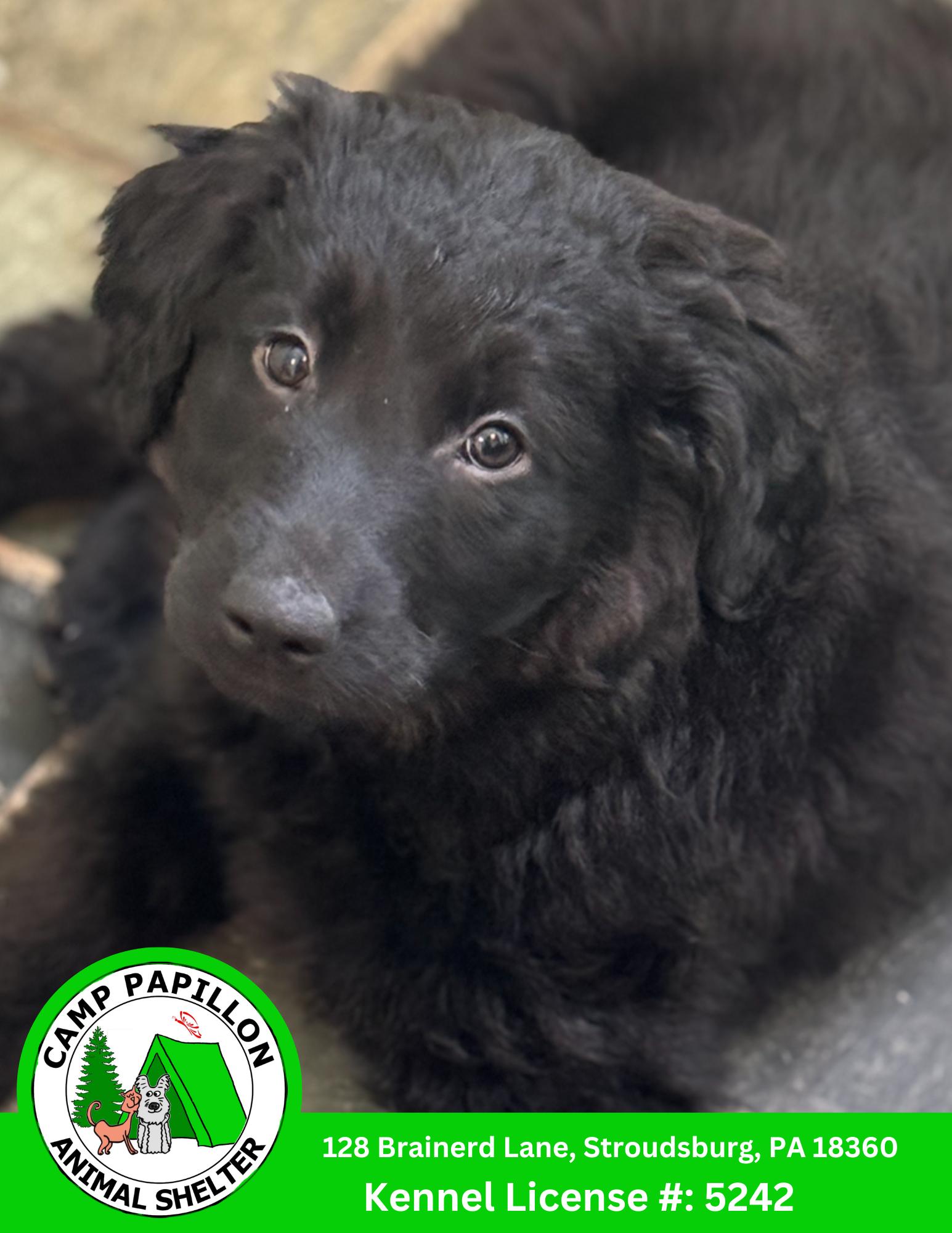 Louise, Adopted, Young Female Golden Retriever & Bernese Mountain Dog.