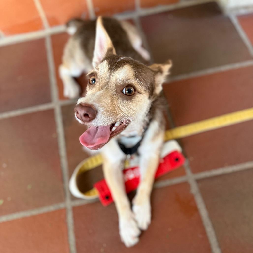 Milo, Adoptable, Young Male Rat Terrier & Chihuahua.