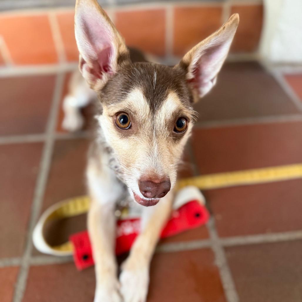 Enlarge Milo, a Adoptable mixed breed in San Diego, CA image 2/6